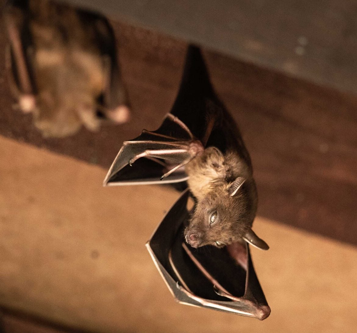 Wildlife-Bats in Oakland County
